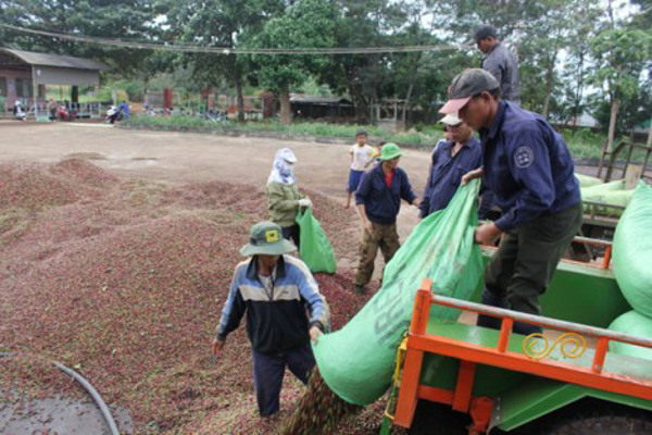 Thu hút đầu tư vào lĩnh vực cà phê: Chưa xứng với tiềm năng
