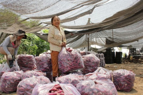 Chủ động chuyển đổi cây trồng chống hạn