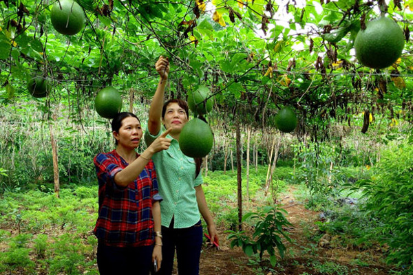 Đắk Lắk: Tín hiệu vui từ việc chuyển đổi cơ cấu cây trồng, vật nuôi ở huyện Buôn Đôn